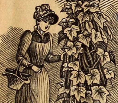 woman with cucumbers